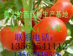 山东莘县万亩西红柿大量上市