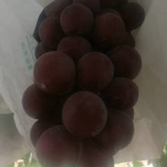 陕西葡萄大量成熟，户太葡萄种植基地质量好