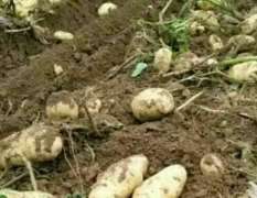 翁牛特旗本人现有500亩土豆出售，荷兰十五号