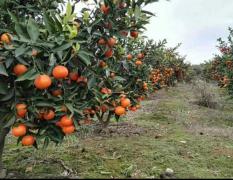 湖南武陵世纪红柑橘类
