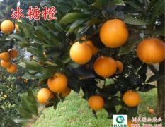 湖南武陵冰糖橙柑橘类