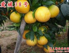武陵爱媛38号为日本杂交柑桔新品种