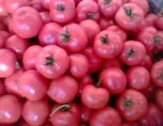山东聊城大红西红柿、番茄生产基地