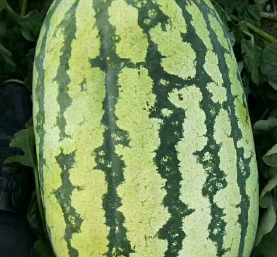 硒砂瓜价格