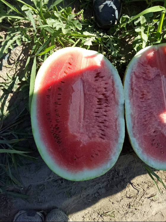 内蒙古库伦旗西瓜口感甘甜,含糖量高