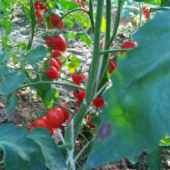 河北阜城京丹1号圣女果种植面积大
