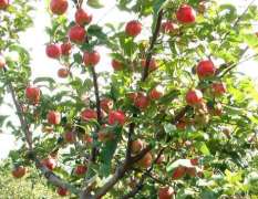 河北围场金红苹果水果欢迎合作