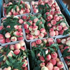 2017遵化蜜桃 西妃桃、北京14号等各种蜜桃