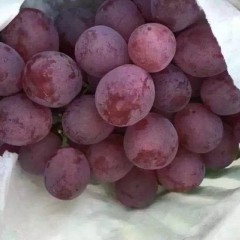 大荔葡萄绿色无公害,陕西秦龙诚信合作