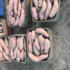 藁城红薯 三两起步细长块