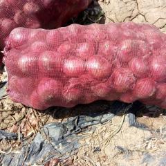 甘肃高台处于洋葱种植区，品种齐全