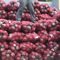 陕西三原县近万吨冷库储存洋葱以大量出库