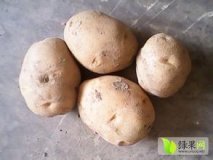 扶余延薯四号土豆诚信第一，自家种植保质保量