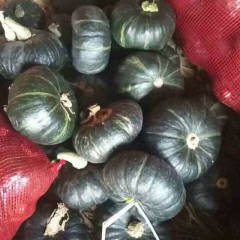 2017昌乐南瓜 大量优质贝贝南瓜持续供货中