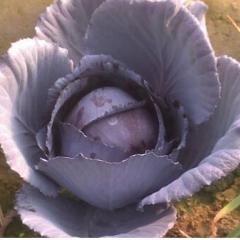 海伦享有中国优质大豆之乡