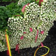 山东齐河镇种植芹菜有多年的历史经验