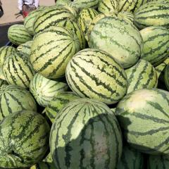 会宁大面积旱沙瓜金城五号现己成熟