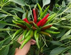 扶沟白潭王东峰8月天问2号辣椒