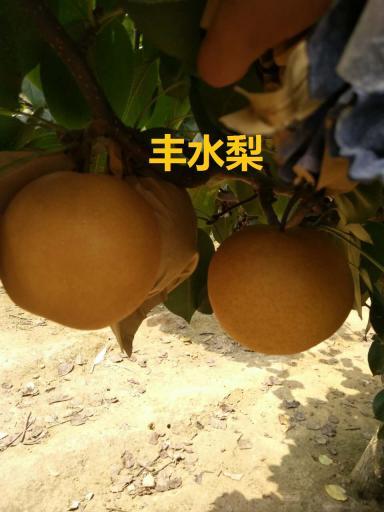2017年河南宛城丰水梨价格