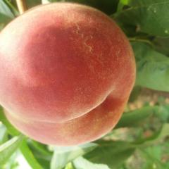 2017大荔蜜桃俏销大江南北