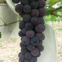 大荔两宜周建忠8月沪太八号葡萄