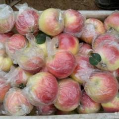 苹果 美八苹果 美国八号苹果 砀山县苹果