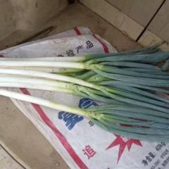 平度大葱大量上市中 今年平度的春葱面积小