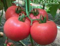 寿光番茄种子，哥伦比亚 单果重300克