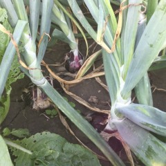 哈尔市梅里斯的洋葱，已经陆续开始上市