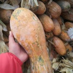 隆尧莲子瓜肉发红，口感面甜