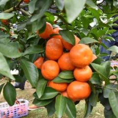 富硒沙糖桔 果农专业为全国各地客商代办永福沙糖桔