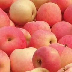 陕西嘎啦苹果大量上市，嘎啦苹果供应