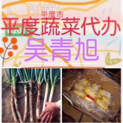 山东平度日本铁杆大葱（钢葱）大量上市