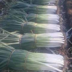 玉田大葱随行就市,玉滨张金良诚信合作