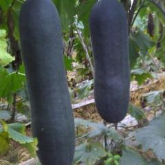 2017玉田冬瓜走过路过不要错过