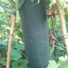 2017 河北唐山吊瓜 子弹头 量大热销实力代办