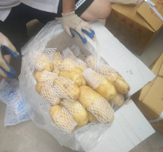 2017年山东肥城荷兰十五价格