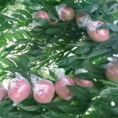 2017大荔蜜桃 桃子的供应期时间长