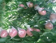 2017大荔蜜桃 桃子的供应期时间长