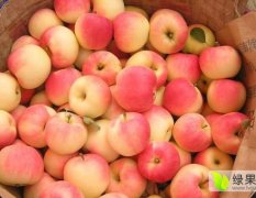 绥中苹果果实中等大，单果重180—200克