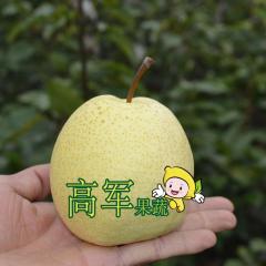 蒲城酥梨火热订货销售中，现货入库齐开火