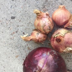 哈尔市梅里斯区的今年毛葱面积不大