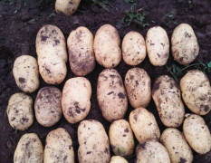 河北围场马铃薯，种植面积广