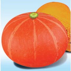 内蒙古赤峰市林西县南瓜