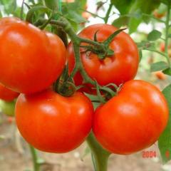 山东莘县西红柿种植基地