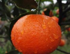 湖南武陵世纪红柑橘类价格行情平稳