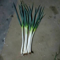 胶东大葱，铁杆！可根据客户所需