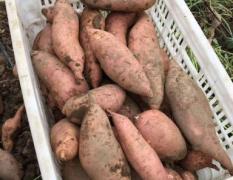 2017河间红薯 纯沙土地种植，长瓜条