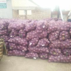 山西朔州洋葱等各类蔬菜