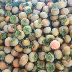 2017大荔七月黄柿子属于晚熟产品